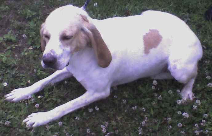 Publication : d'Aunis Saintonge 