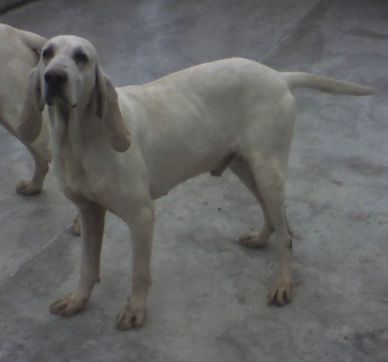 Publication : d'Aunis Saintonge 