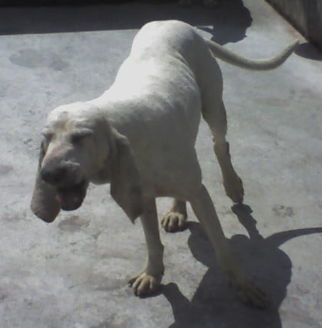 Publication : d'Aunis Saintonge 