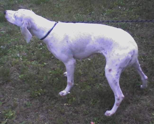 Publication : d'Aunis Saintonge