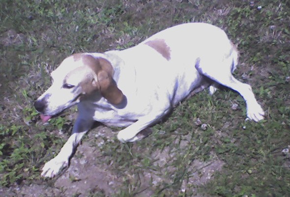 Rubis d'Aunis Saintonge