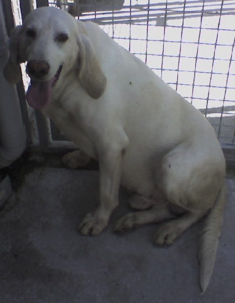 Publication : d'Aunis Saintonge 