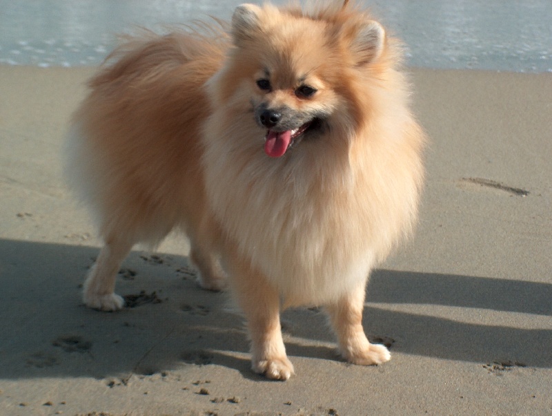 Publication : Los Diamantes del Mediterraneo 