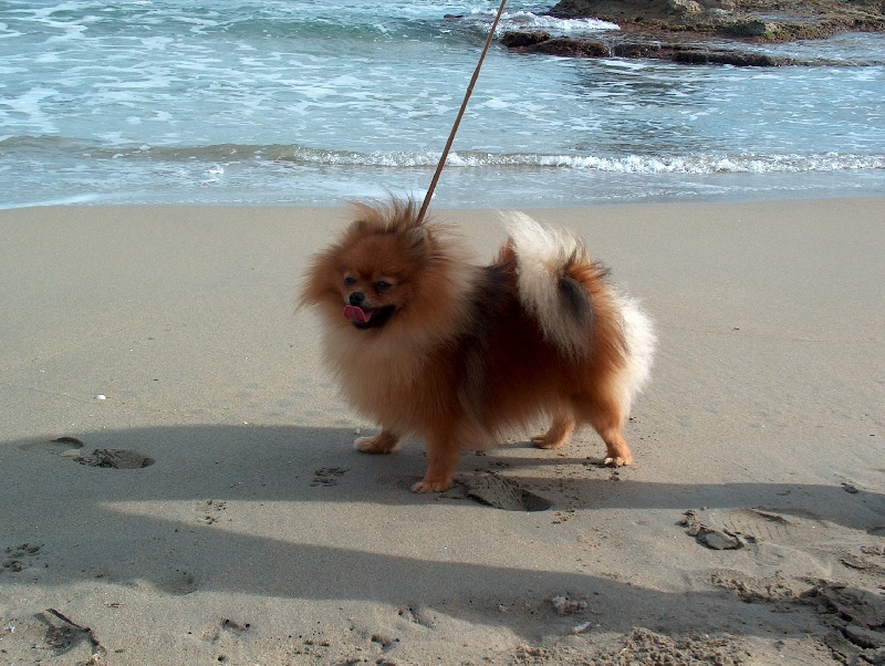 Publication : Los Diamantes del Mediterraneo 