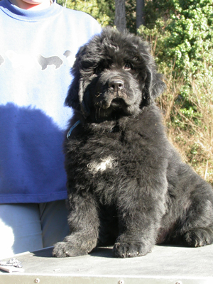 Make A Wish Anmalamual