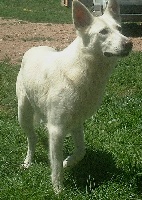 Étalon Berger Blanc Suisse - Altes (Sans Affixe)