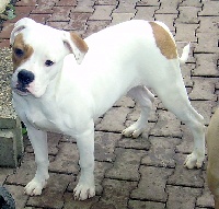 Étalon Bouledogue americain - Alka dite cheyenne chez balzac