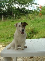 Étalon Jack Russell Terrier - Bolide du Pays de Jacquou