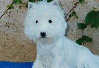 Étalon West Highland White Terrier - Nicely De la combe berail