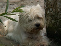 Étalon West Highland White Terrier - Trotinette De la combe berail