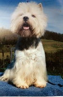 Étalon West Highland White Terrier - Rough-ryder de Champernoune