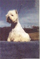 Étalon West Highland White Terrier - Number one du Moulin de L'Isable