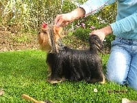 Étalon Yorkshire Terrier - CH. Aldanza Du domaine de monderlay