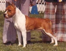 CH. Tryarr Diamondback redbolt