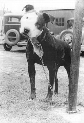 Publication : Xzipit's 