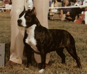 CH. Fraja's Thunder battery