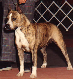 CH. Sindelar's Heide ho