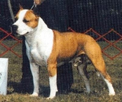 CH. Sindelar's Sonny boy of tara