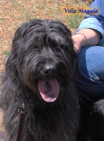 CH. L'olaf de pastors de blo