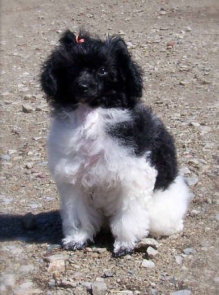 Publication : (Sans Affixe) 