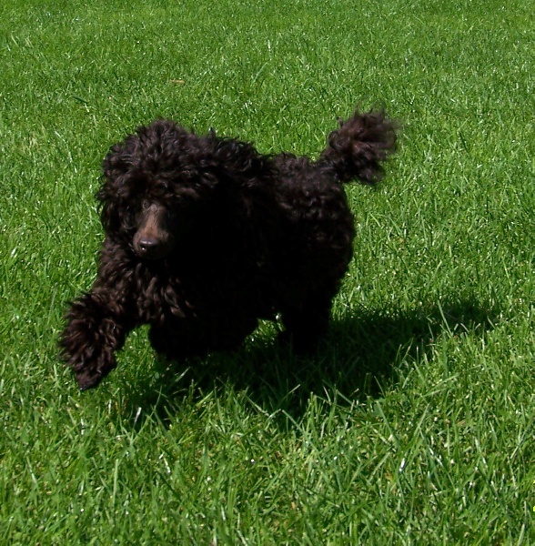 Publication : (Sans Affixe) 