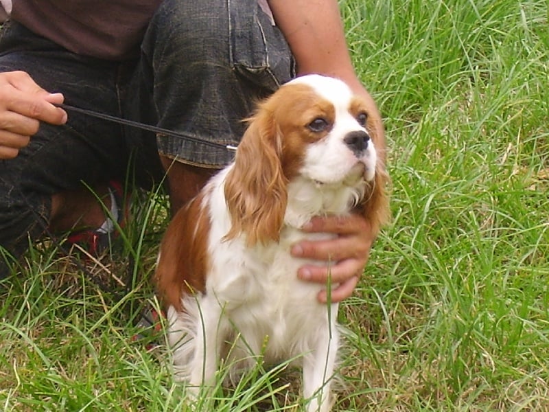 Babette Du clos de la gardiere