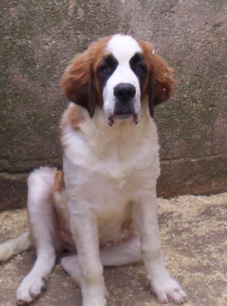 Publication : (Sans Affixe) 