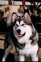 Étalon Alaskan Malamute - Souvenir of sitka's Chicken hunter