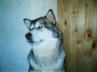 Étalon Alaskan Malamute - Ucille de La Fougue du Nord