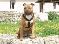 Étalon American Staffordshire Terrier - Paky's Big boss dit bosko