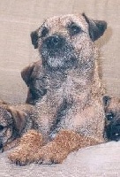 Étalon Border Terrier - Puppett des newzanthynes
