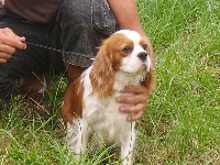 Étalon Cavalier King Charles Spaniel - Babette Du clos de la gardiere