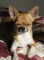 Étalon Chihuahua - CH. Babou de perrellaz