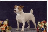 Étalon Jack Russell Terrier - CH. Ulysse31 of Mayo land