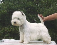 Étalon West Highland White Terrier - CH. Windacre Watchford wallace