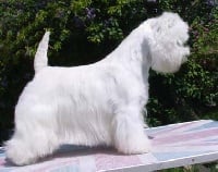 Étalon West Highland White Terrier - CH. Pale moonlight de Champernoune