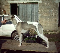 Étalon Whippet - Prince-premier de la romance des damoiseaux