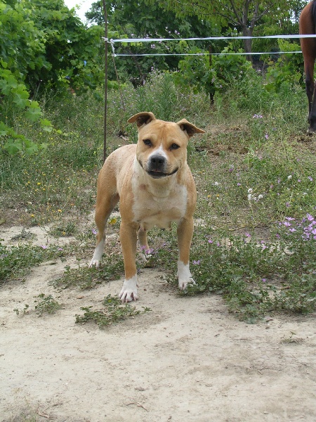 Artemiss flower du chant de hienda