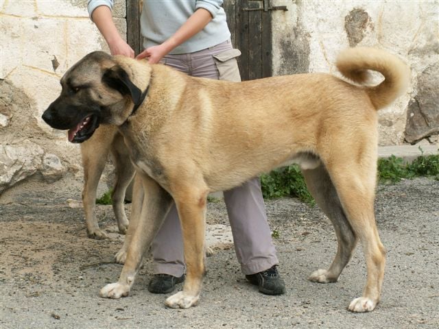 C-python kangal du Bonnie Blue Flag