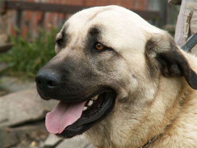 Boz kangal du Bonnie Blue Flag