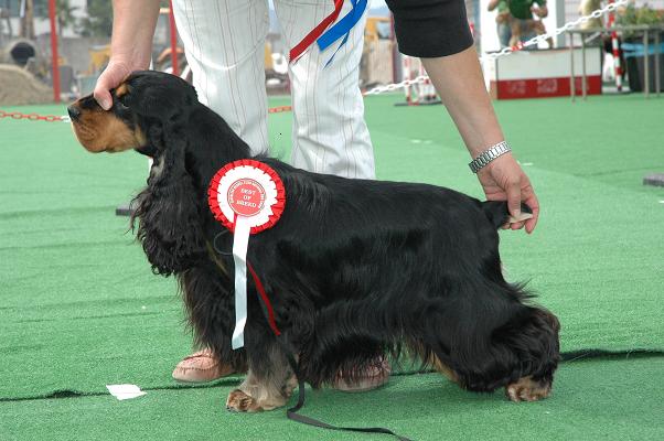 CH. Gessa d'Aran Fireball