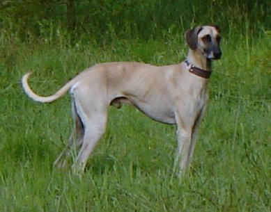 Publication : Rais Siyada