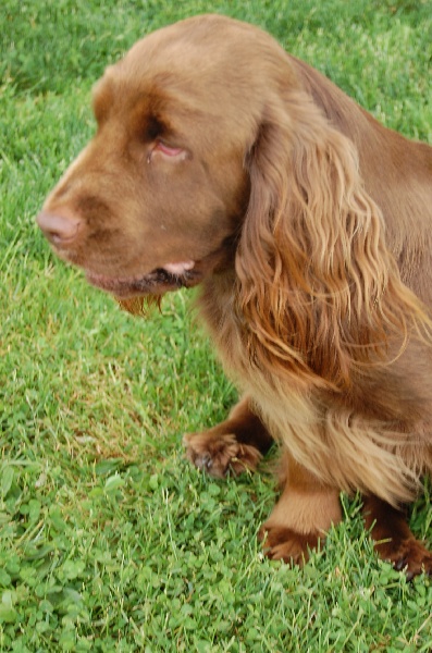 Publication : du charme aux loups 