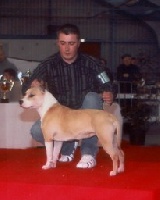Étalon American Staffordshire Terrier - CH. Neusky Perspective Vanda of straik