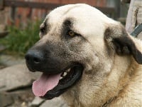 Étalon Berger Kangal - Boz kangal du Bonnie Blue Flag