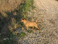 Étalon Border Terrier - Absinthe De la breche noire