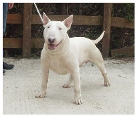 Étalon Bull Terrier - Vvhite hot diablo de borgham Authentic bull's spirit