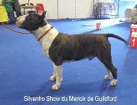 Étalon Bull Terrier - CH. Silvanho show du Manoir de Guildford