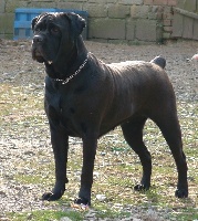 Étalon Cane Corso - CH. La Grazia Di Dio Stella