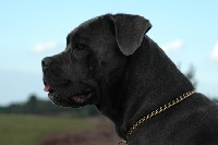 Étalon Cane Corso - La Grazia Di Dio Chiara di stella